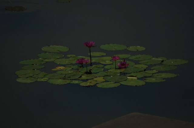 a pond near the house